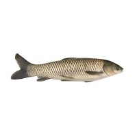 草魚苗 6-10厘米脆肉鯇 草魚水花高產快大淡水養(yǎng)殖魚苗批發(fā)