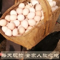 農家姑娘土雞蛋 農場散養(yǎng)土雞蛋 新鮮農村自養(yǎng) 天然草雞蛋