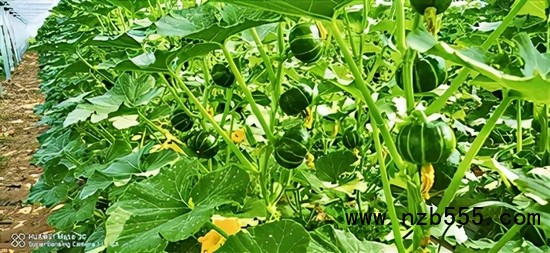 ▲ 時創科技金伯利農場種植的南瓜