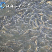 優(yōu)質青魚苗 螺絲青魚 黑鯇魚苗 黑草魚 網箱養(yǎng)殖 人工養(yǎng)殖
