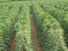 探豆角苗期用肥，選適宜肥料，促茁壯成長