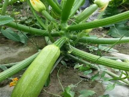 西葫蘆與西紅柿的“鄰里關系”：能挨著種嗎？