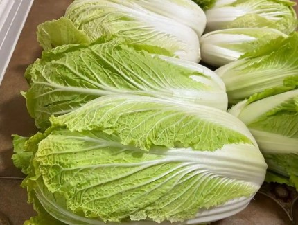 大白菜缺磷不用愁！教你識別癥狀以及如何解決