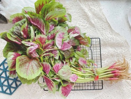 如何種植莧菜？莧菜種植的4個(gè)要點(diǎn)！