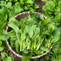 秋天該給餐桌加啥菜西安品茶工作室這幾種應(yīng)季蔬菜潤燥又下飯