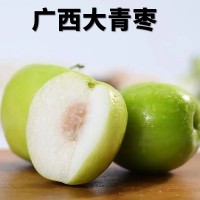 廣西大青棗牛奶棗新鮮采摘脆甜多汁產(chǎn)地直發(fā)整箱批發(fā)代發(fā)包郵貿(mào)易
