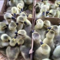 鵝活苗正宗汕頭特大種獅頭鵝活苗原種潮汕獅子鵝灰獅頭活體