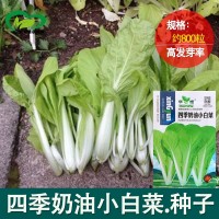 四季奶油小白菜 陽臺菜園纖維少葉菜種子 蔬菜種子