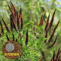 脫殼紫穗槐木豆銀合歡沙達旺狗尾草小擰條火炬刺槐胡枝子灌木種子