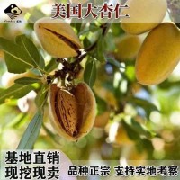 正宗二年紙皮巴旦木樹苗 顆粒飽滿 扁桃種苗 薄殼堅果 每畝種植