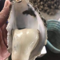 鮮活廣東湛江貝類牡蠣生蠔半殼帶殼100斤商用生蠔地?cái)偀九l(fā)