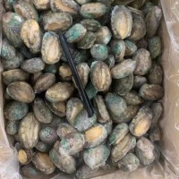 成都活凍鮑魚批發20斤件 單凍散裝鮑魚中餐酒店 佛跳墻帶殼鮑魚